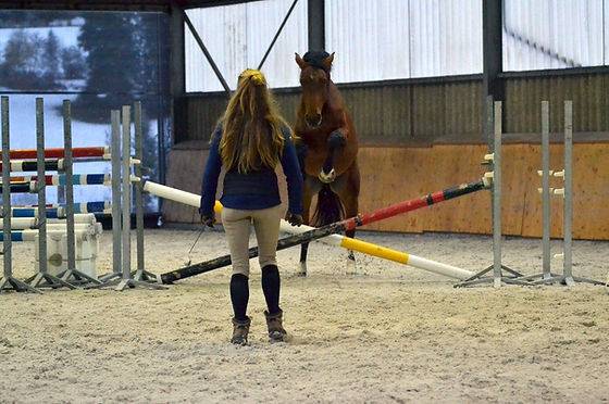 Stage paarden ethologie Saône-et-Loire