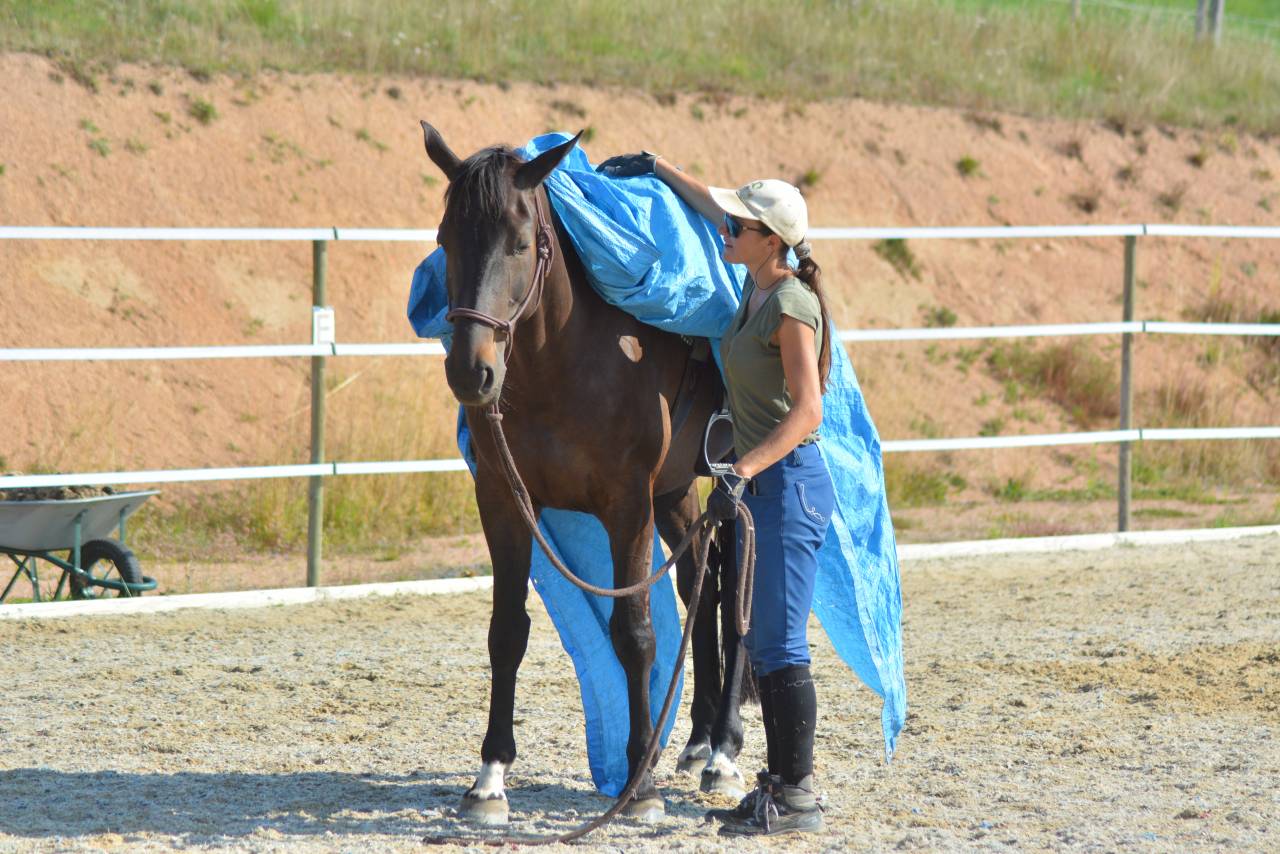 Stage paarden ethologie Saône-et-Loire
