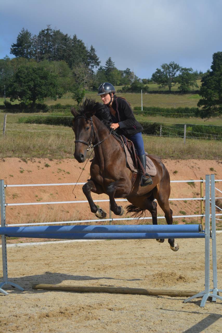 Stage paarden ethologie Saône-et-Loire