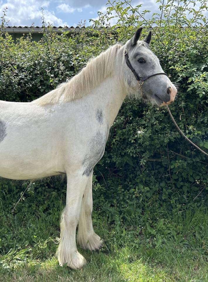 Dekhengst Ras onbekend Te koop 2023 Bont