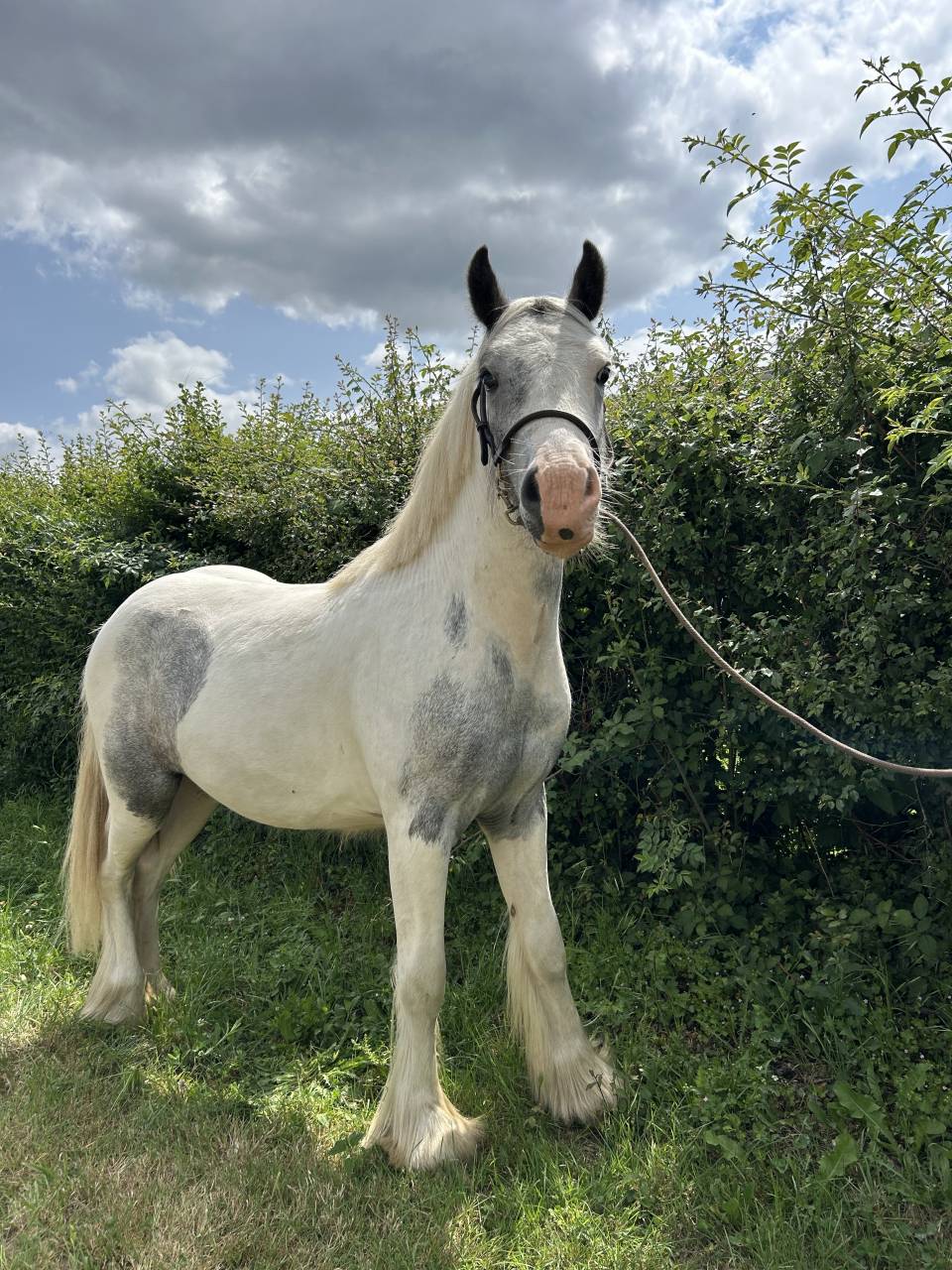 Dekhengst Ras onbekend Te koop 2023 Bont