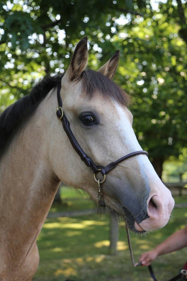 Merrie Franse rijpony PFS Te koop 2023 Isabel
