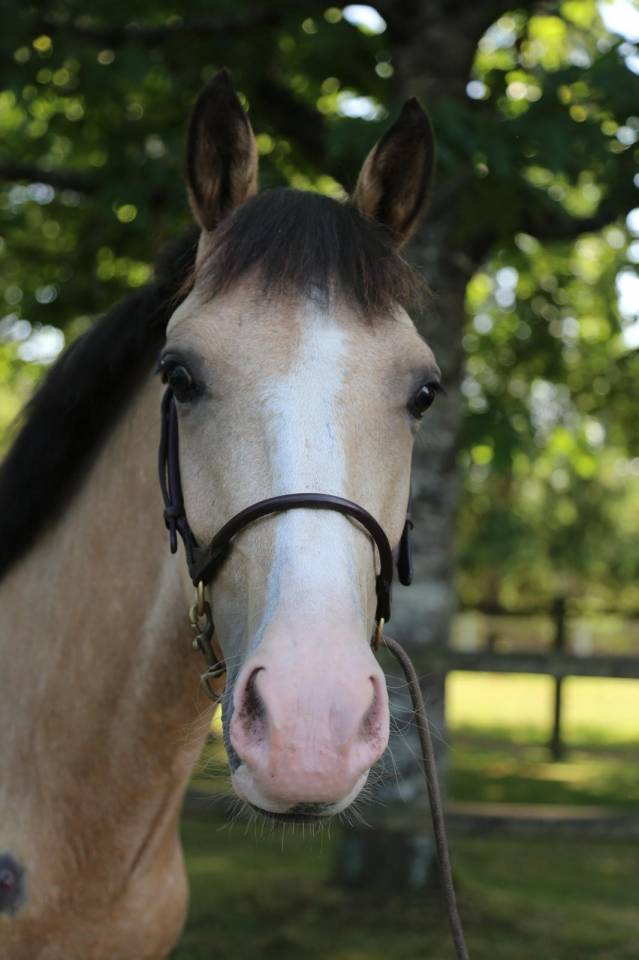 Merrie Franse rijpony PFS Te koop 2023 Isabel