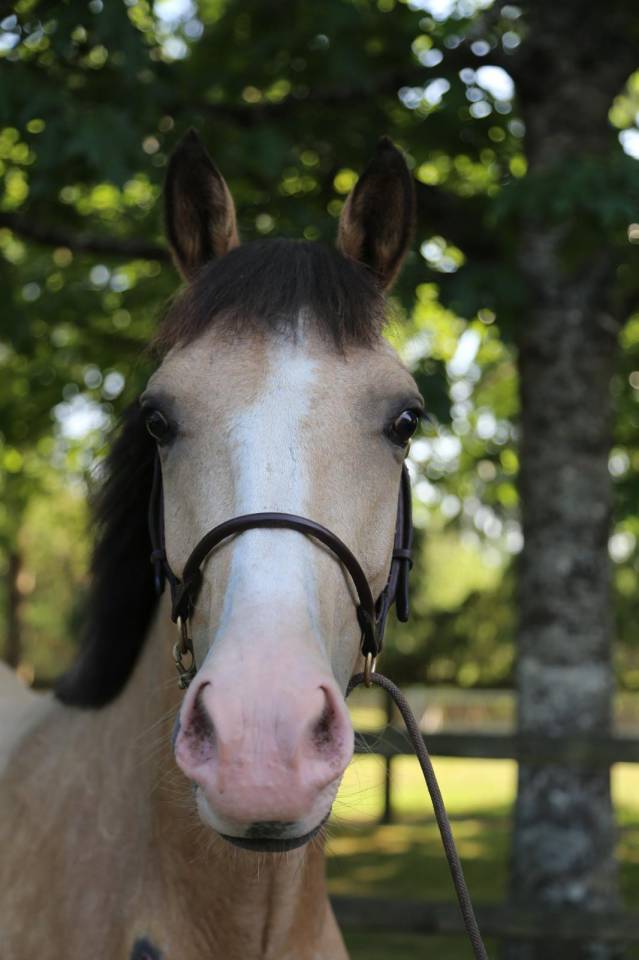 Merrie Franse rijpony PFS Te koop 2023 Isabel