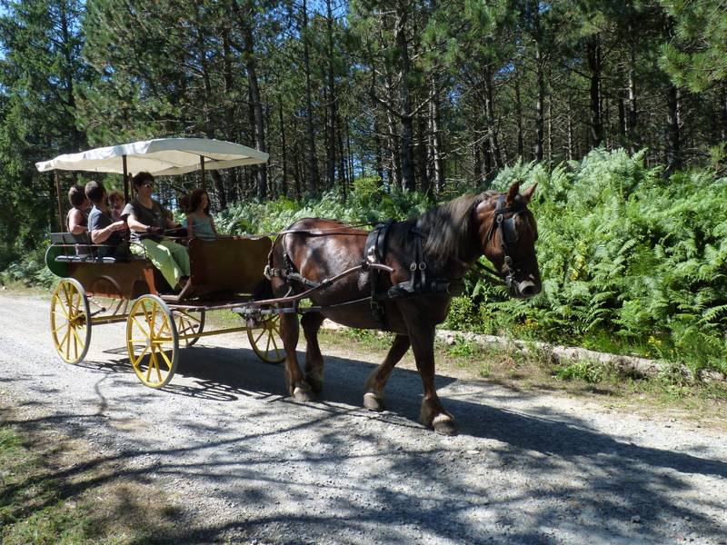 Rijtuigen - Wagonnette Berrard  