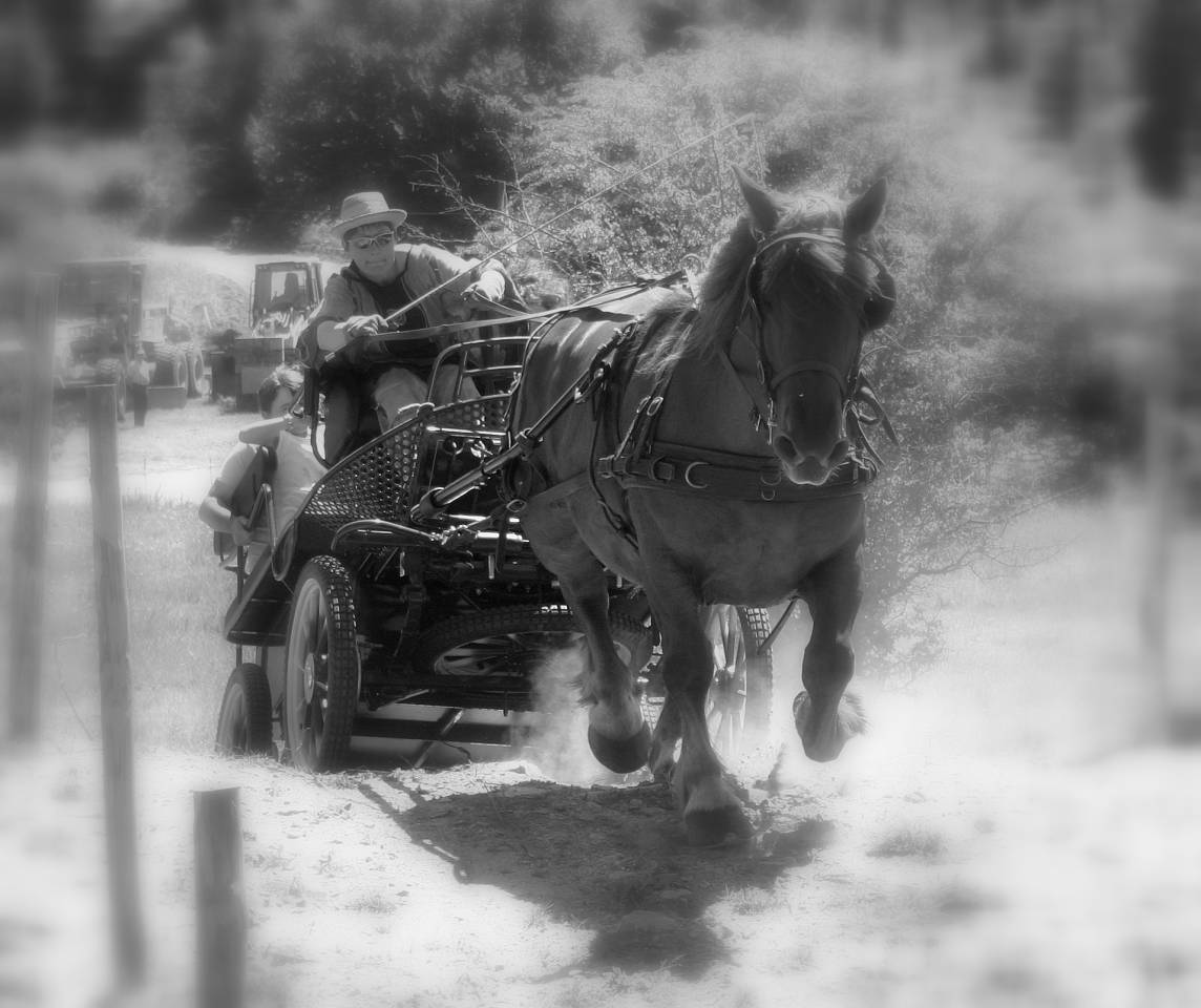 Rijtuigen - Break - Ander merk - marathon ralongé tourisme RANDO 