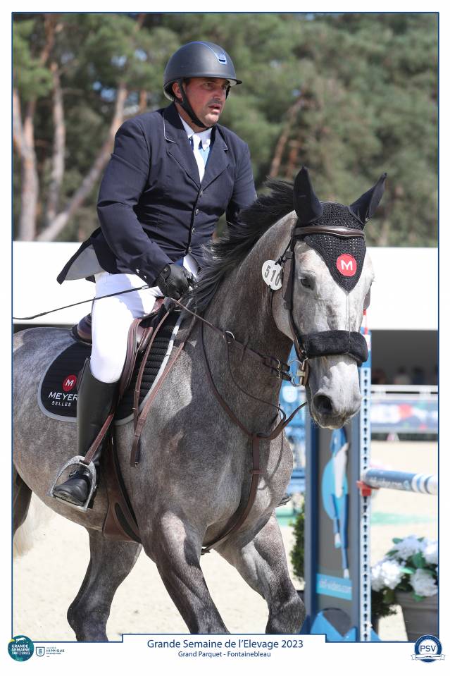 Ruin Selle Français Te koop 2017 Schimmel ,  PADDOCK DU PLESSIS