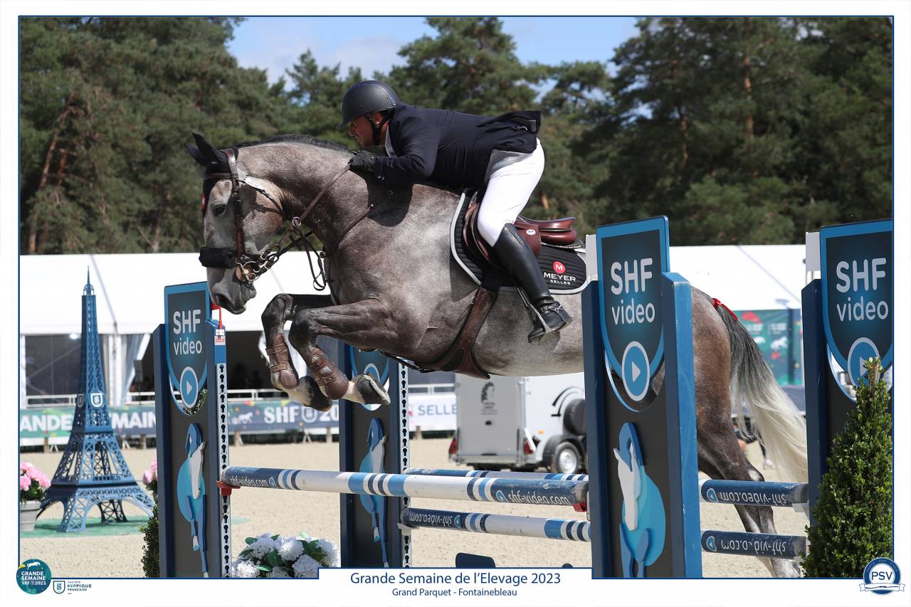 Ruin Selle Français Te koop 2017 Schimmel ,  PADDOCK DU PLESSIS