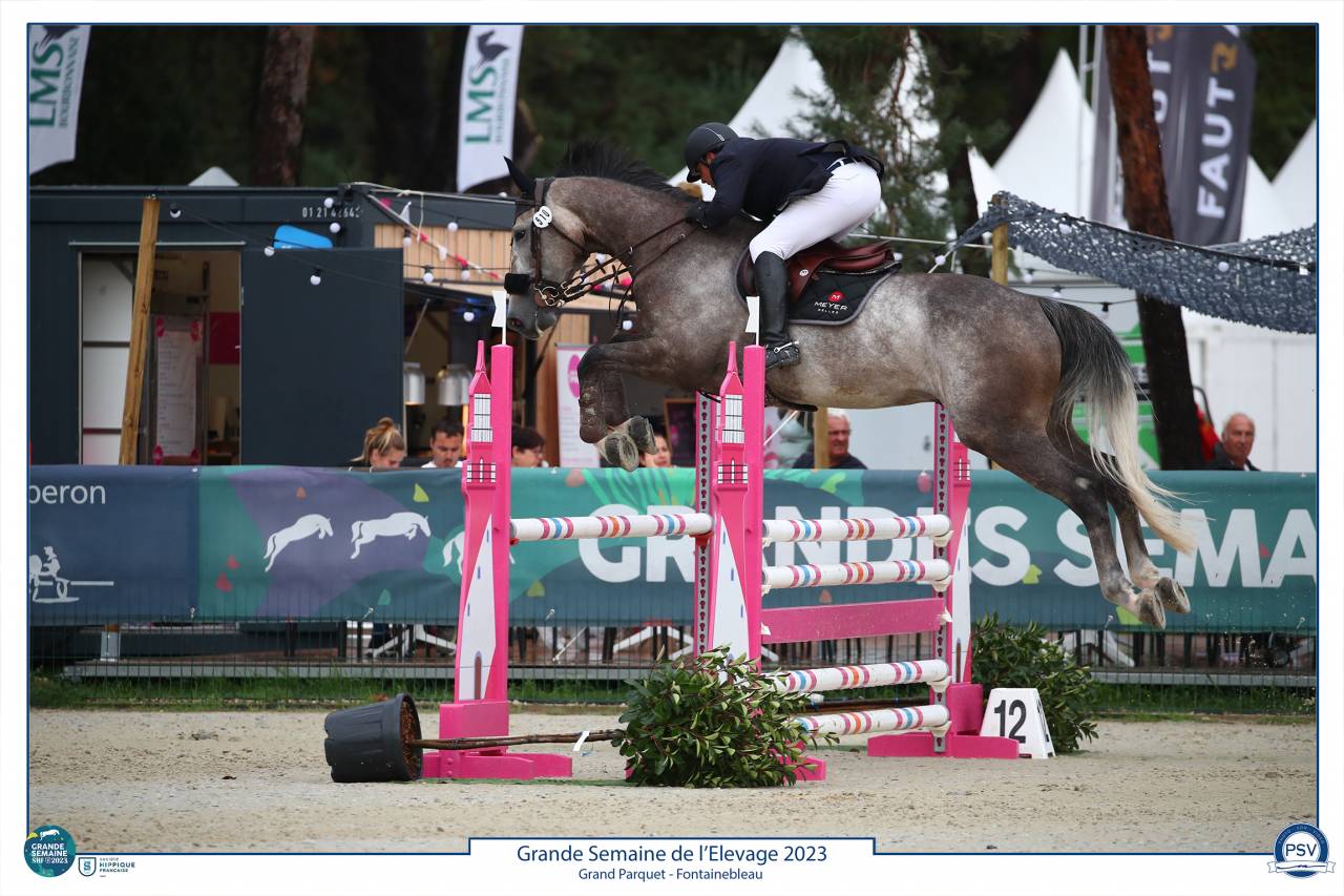 Ruin Selle Français Te koop 2017 Schimmel ,  PADDOCK DU PLESSIS