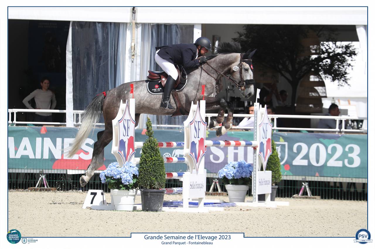 Ruin Selle Français Te koop 2017 Schimmel ,  PADDOCK DU PLESSIS