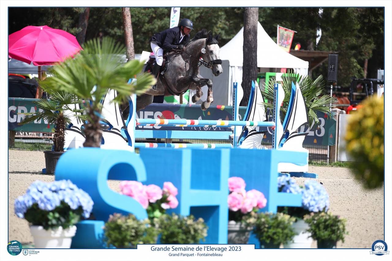 Ruin Selle Français Te koop 2017 Schimmel ,  PADDOCK DU PLESSIS