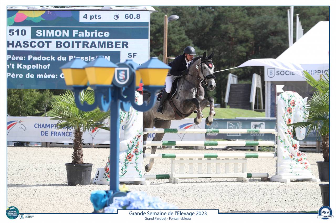 Ruin Selle Français Te koop 2017 Schimmel ,  PADDOCK DU PLESSIS