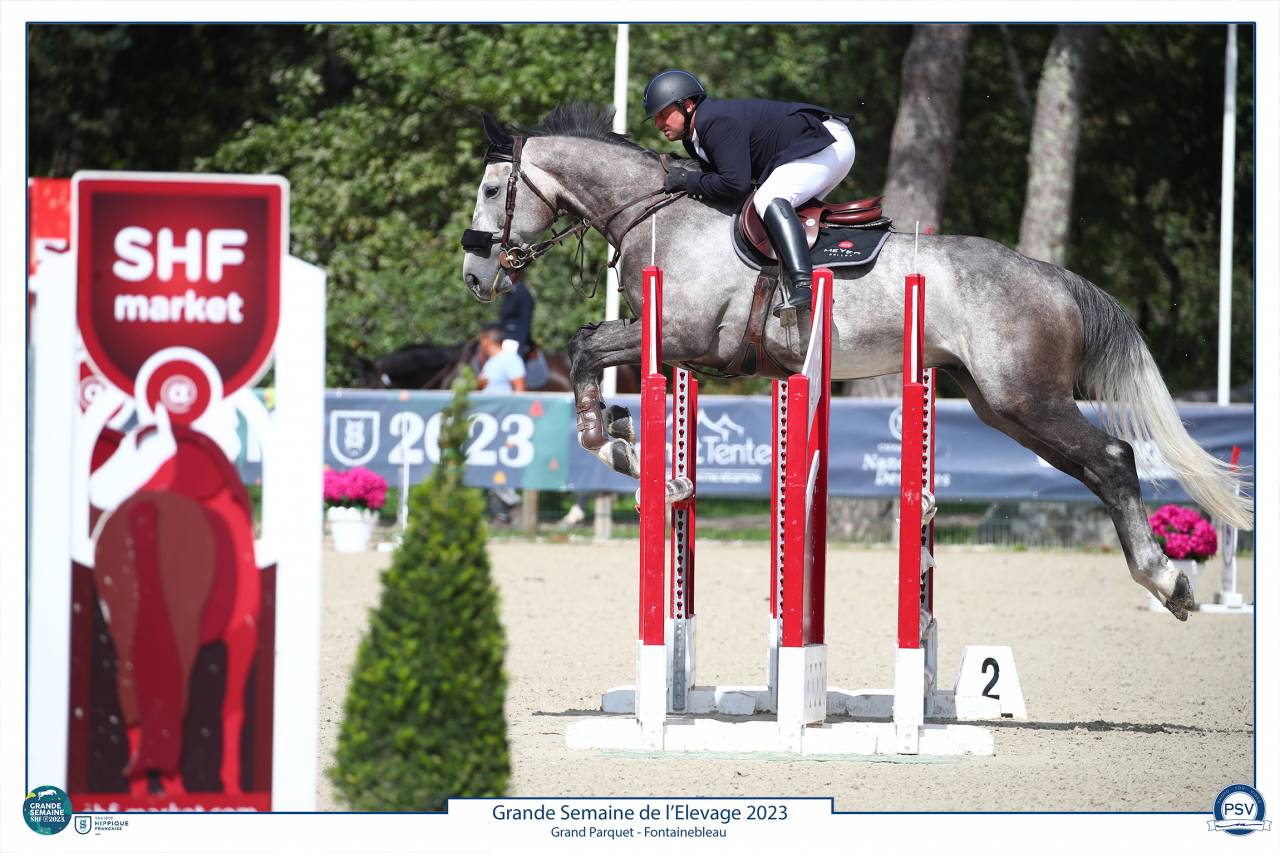 Ruin Selle Français Te koop 2017 Schimmel ,  PADDOCK DU PLESSIS