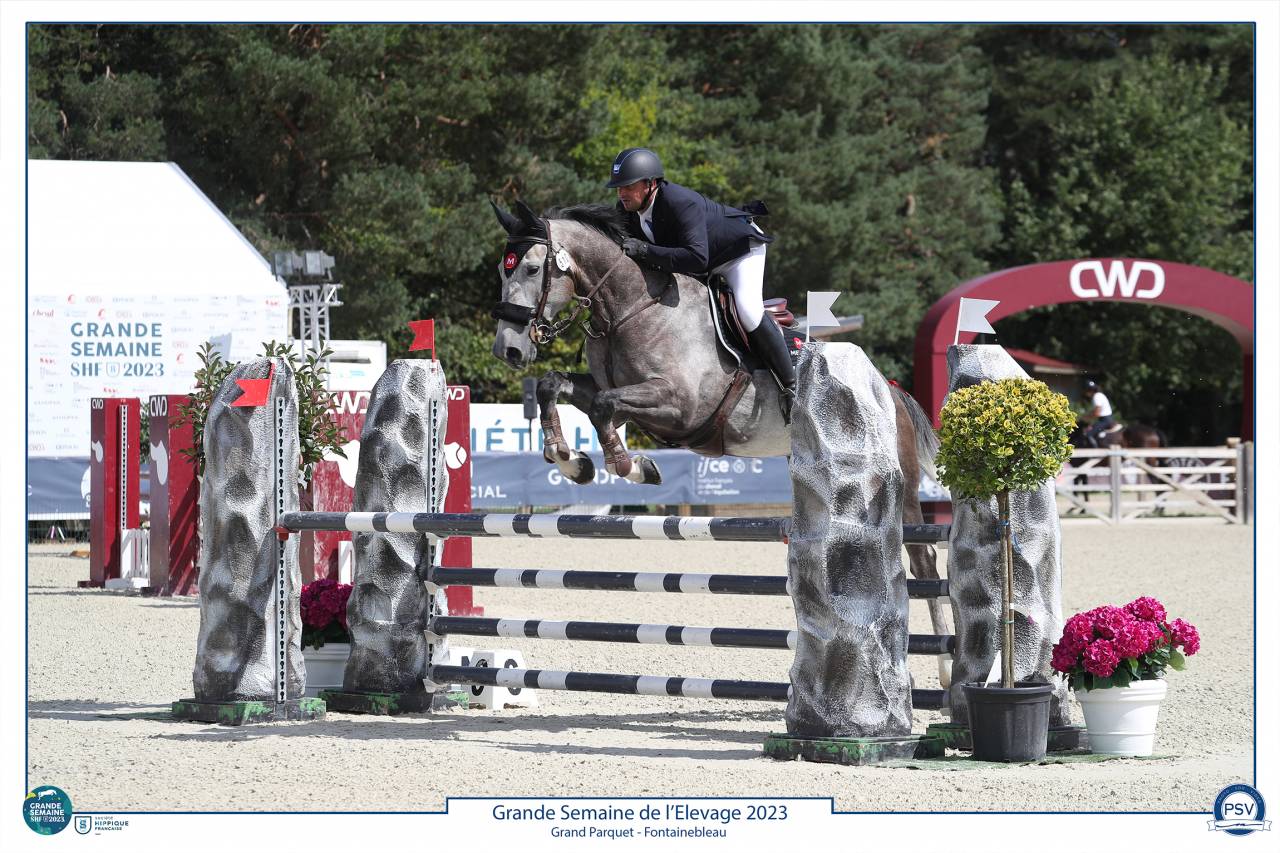 Ruin Selle Français Te koop 2017 Schimmel ,  PADDOCK DU PLESSIS