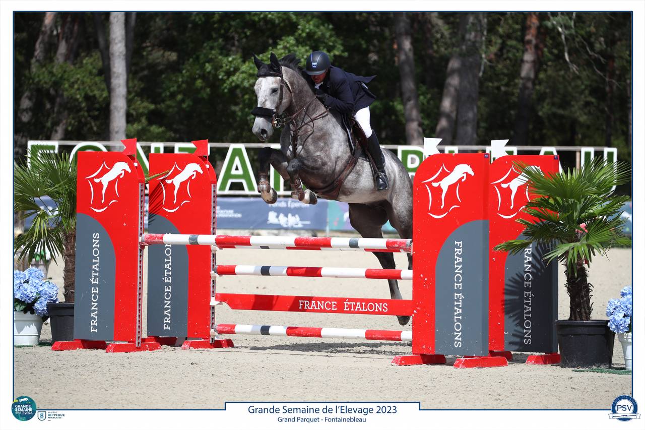 Ruin Selle Français Te koop 2017 Schimmel ,  PADDOCK DU PLESSIS