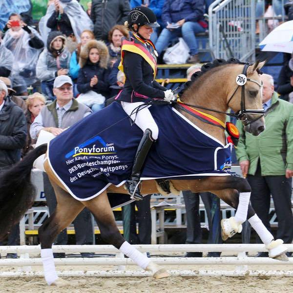 Merrie Belgische pony Te koop 2017 Bruin / Bai ,  Movie Star