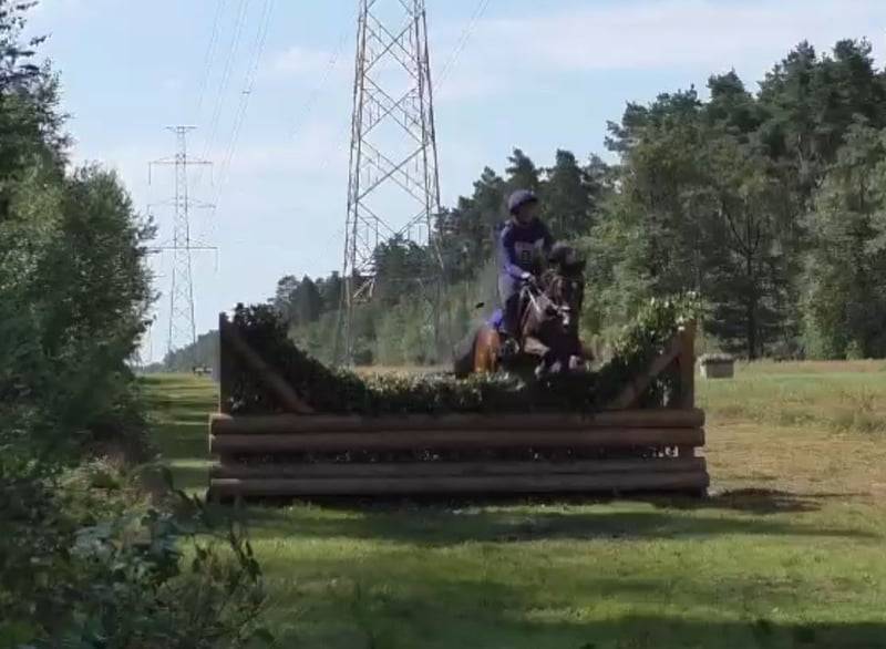 Merrie Belgische pony Te koop 2017 Bruin / Bai ,  Movie Star