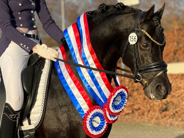 Merrie Belgische pony Te koop 2017 Bruin / Bai ,  Movie Star