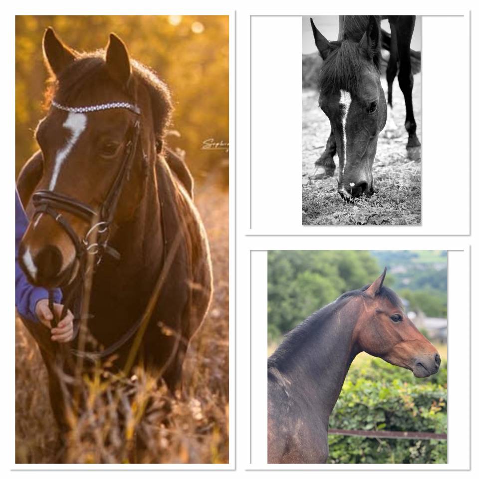 Merrie Belgische pony Te koop 2017 Bruin / Bai ,  Movie Star