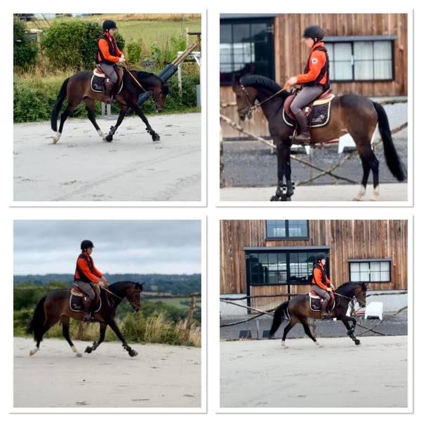 Merrie Belgische pony Te koop 2017 Bruin / Bai ,  Movie Star