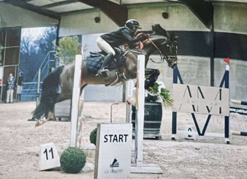 Merrie Belgische pony Te koop 2017 Bruin / Bai ,  Movie Star