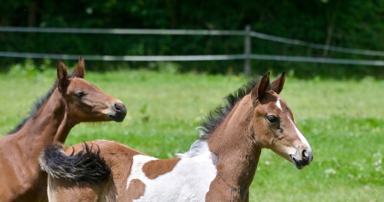 Veulen (ml) Zangersheide Te koop 2025 Bont