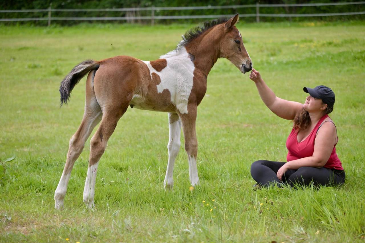 Veulen (ml) Zangersheide Te koop 2025 Bont
