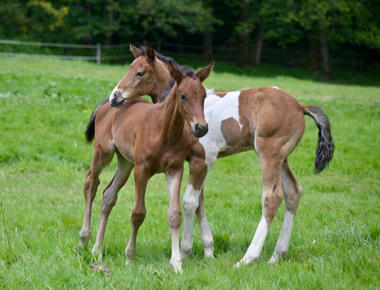 Veulen (ml) Zangersheide Te koop 2025 Bont