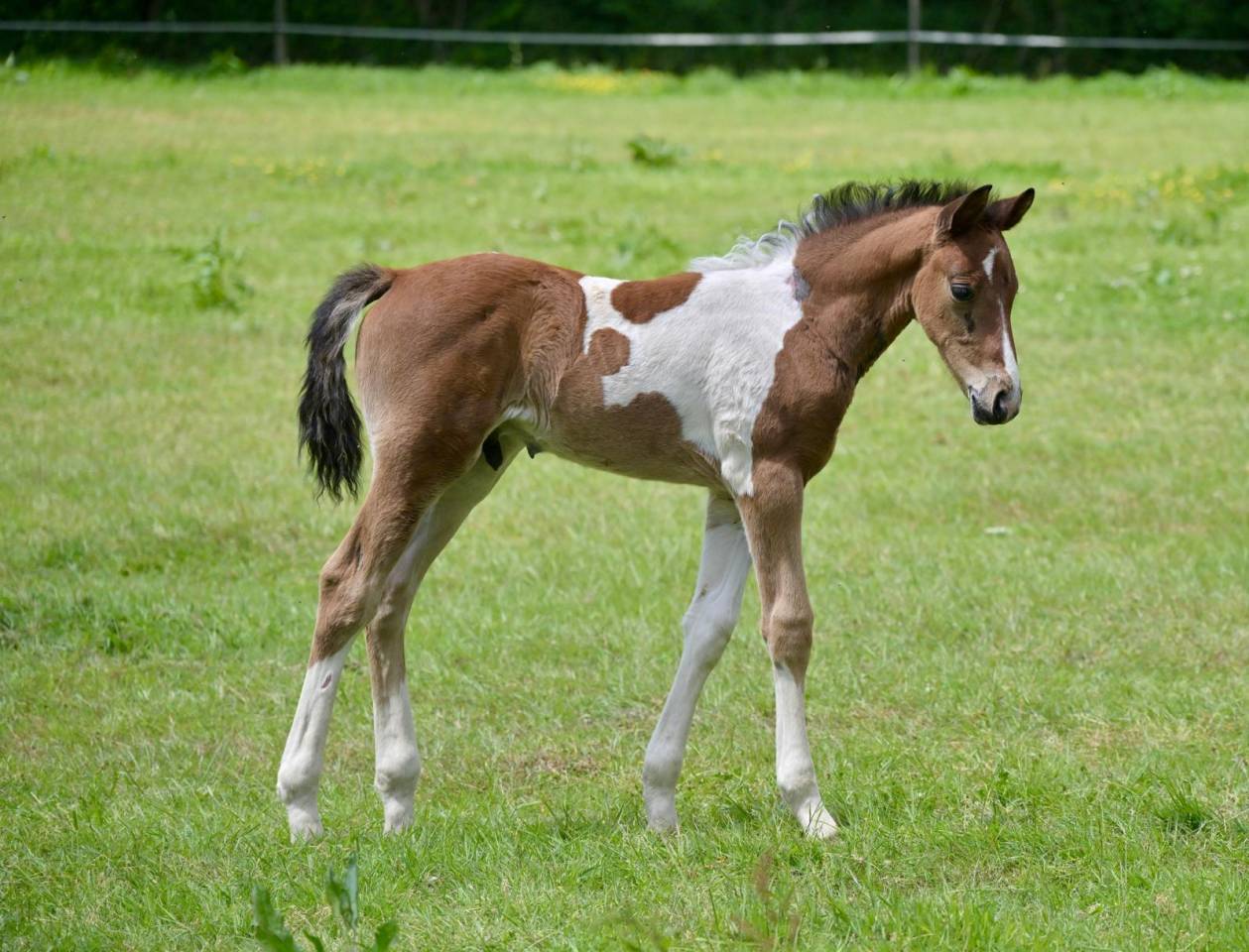 Veulen (ml) Zangersheide Te koop 2025 Bont