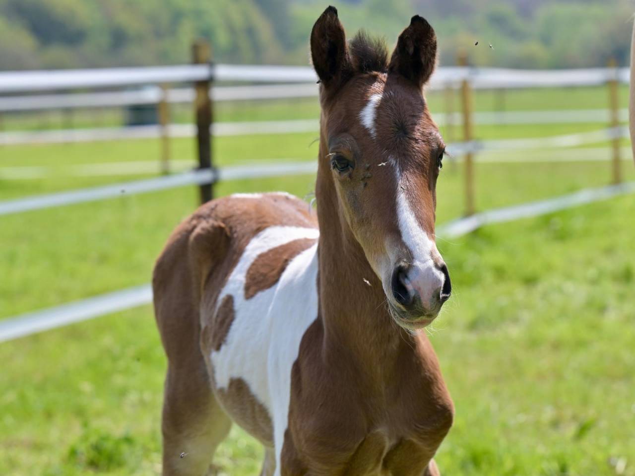 Veulen (ml) Zangersheide Te koop 2025 Bont