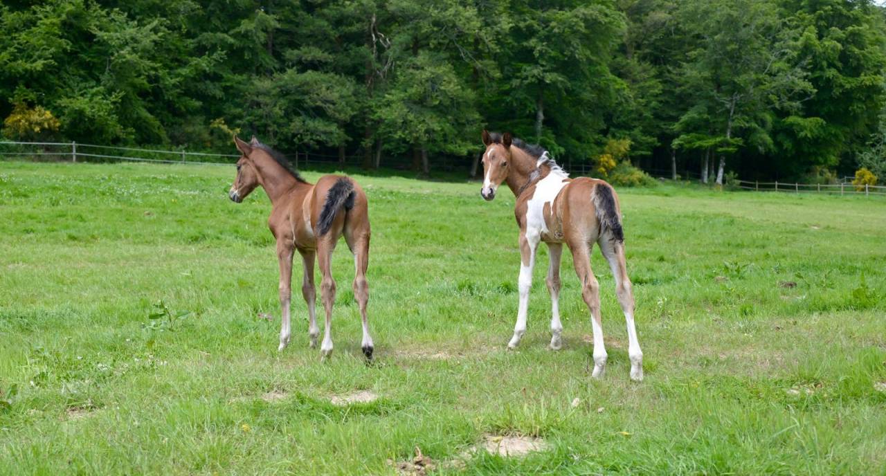 Veulen (ml) Zangersheide Te koop 2025 Bont