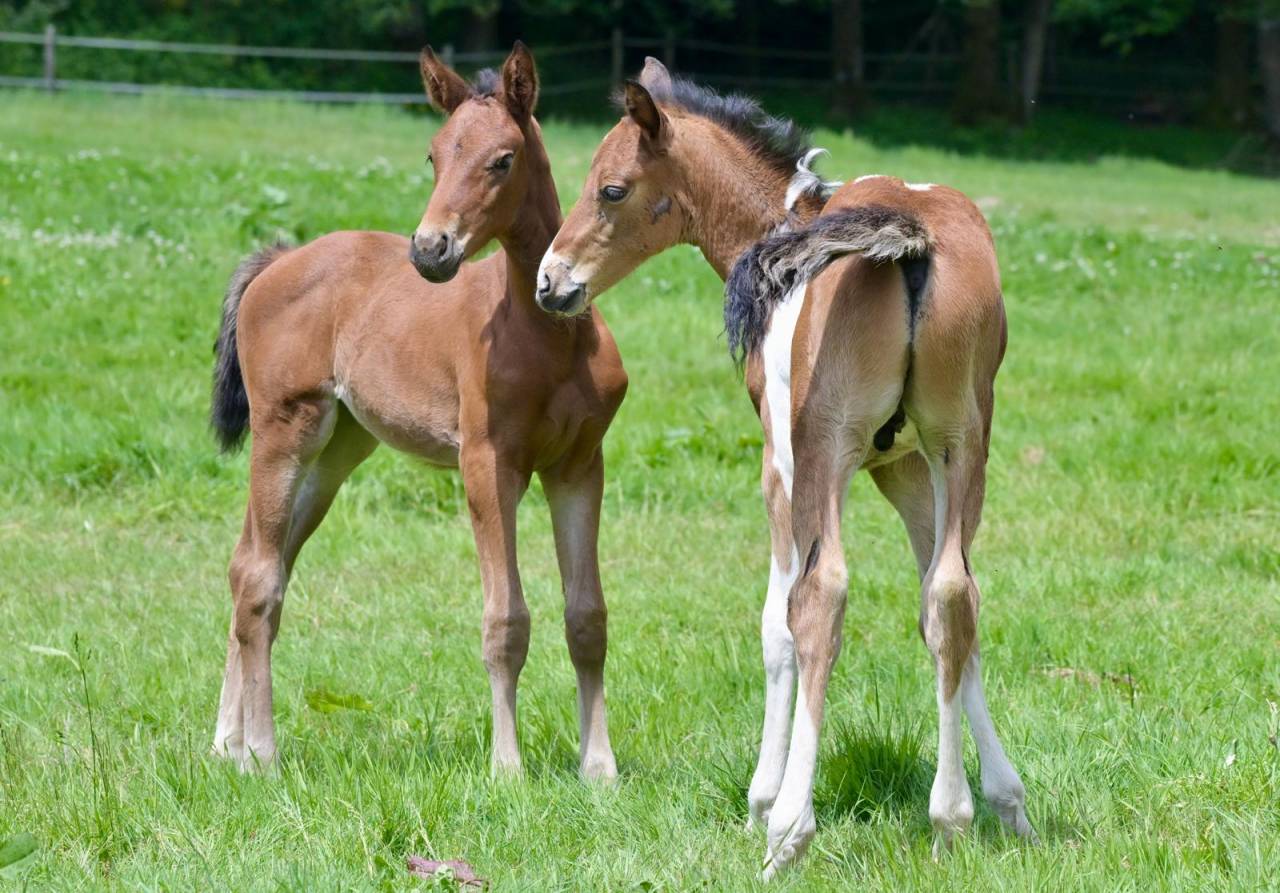 Veulen (ml) Zangersheide Te koop 2025 Bont