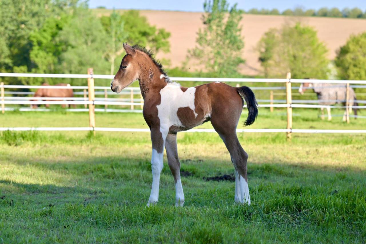 Veulen (ml) Zangersheide Te koop 2025 Bont