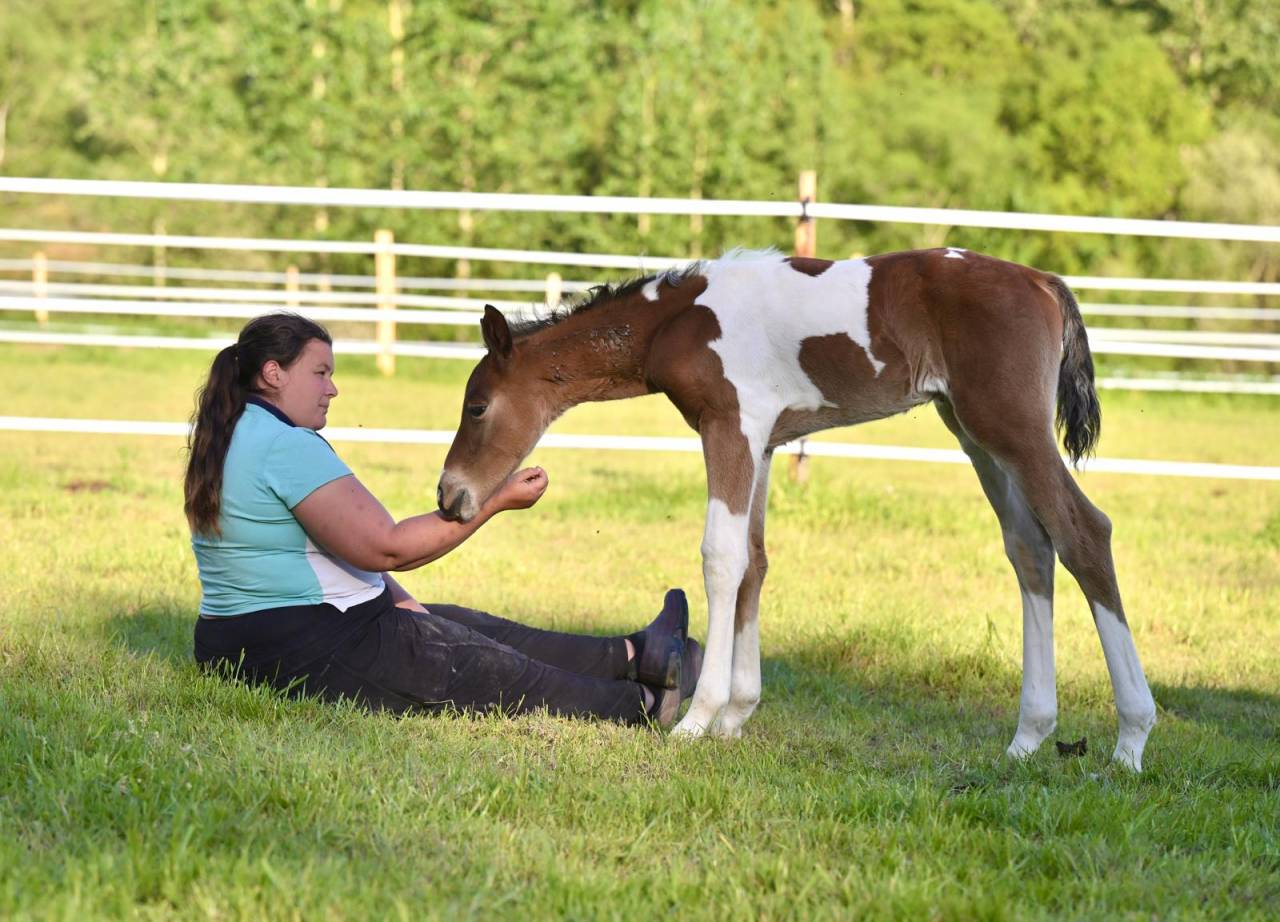 Veulen (ml) Zangersheide Te koop 2025 Bont