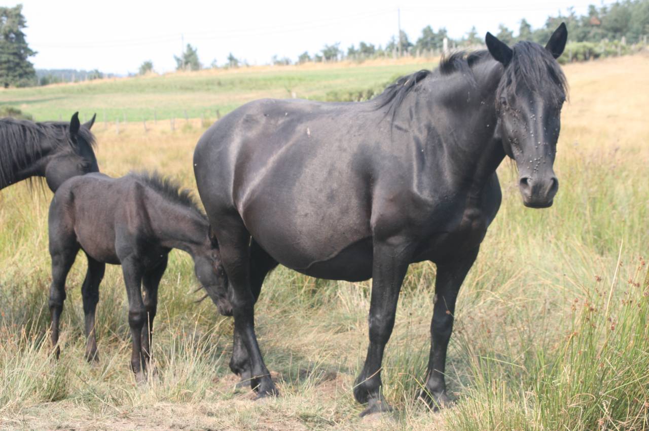 Merrie Mérens Te koop 2019 Zwart