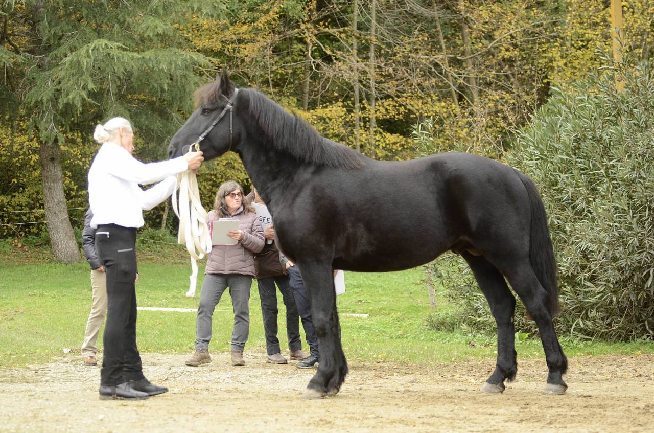 Merrie M&eacute;rens Te koop 2019 Zwart