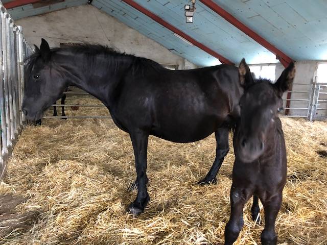 Merrie M&eacute;rens Te koop 2019 Zwart