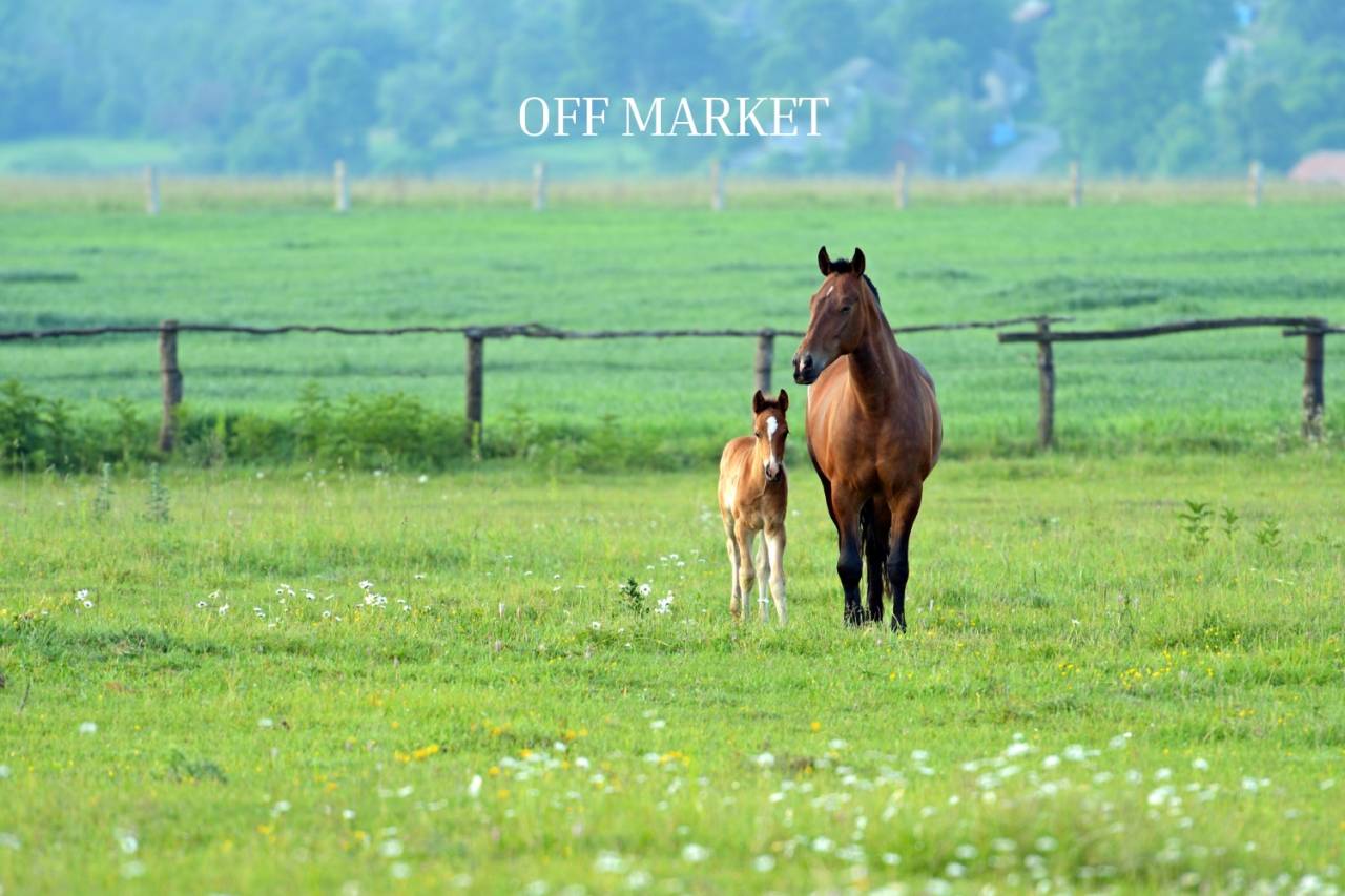 Hippisch vastgoed Koop Rhône