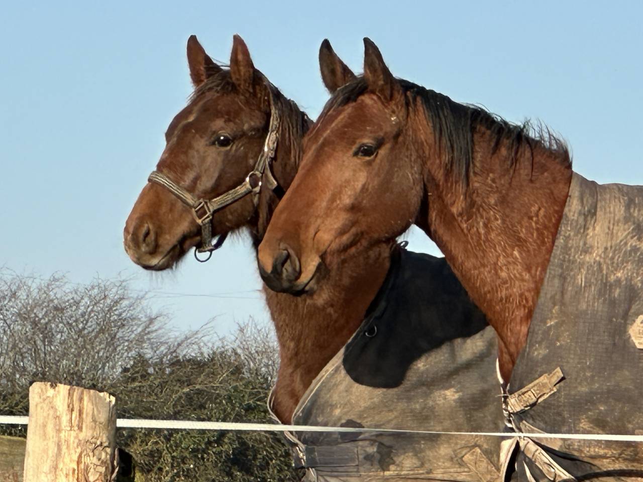 Ruin Selle Français Te koop 2024 Koffie vos