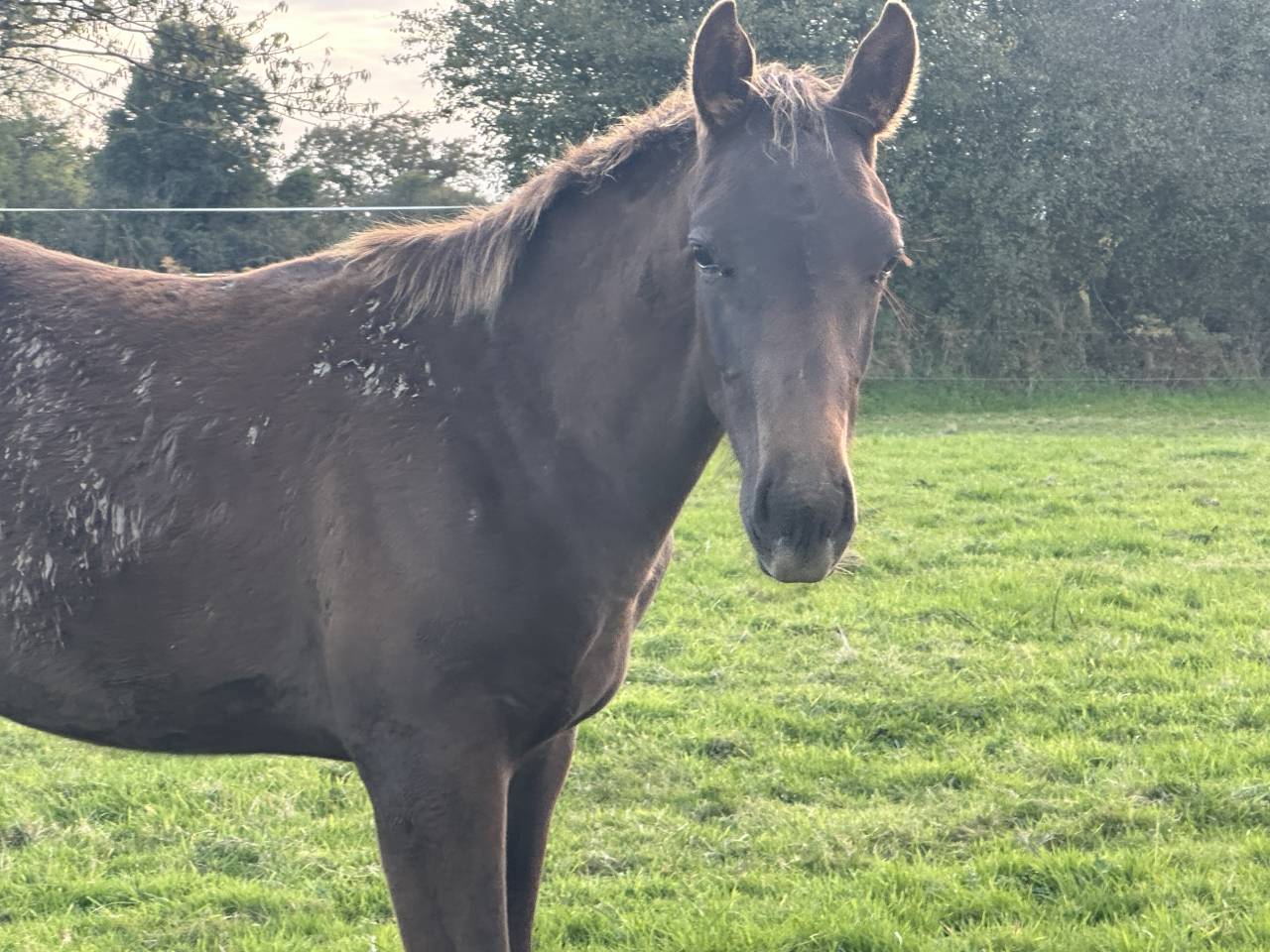 Ruin Selle Français Te koop 2024 Koffie vos