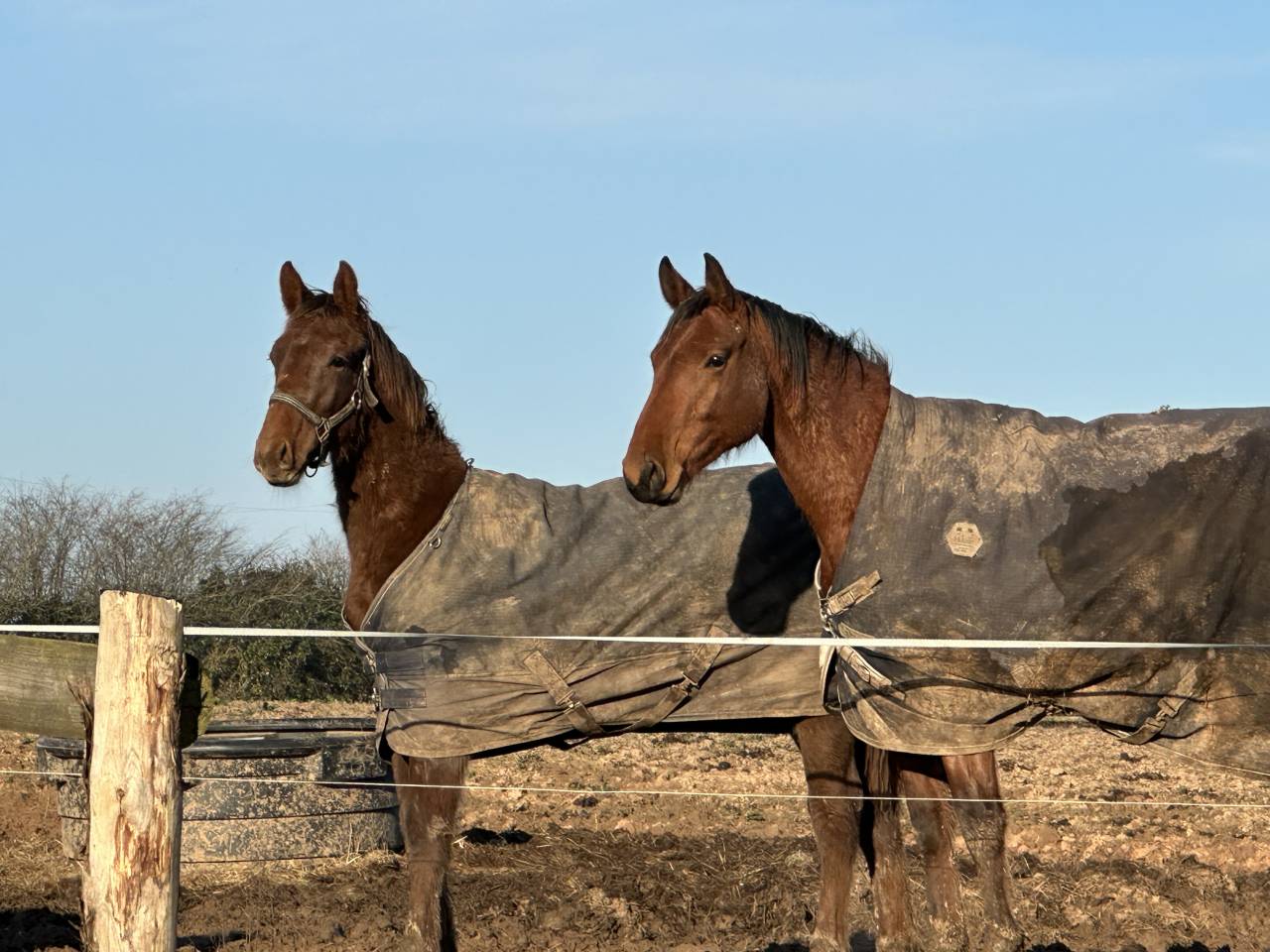 Ruin Selle Français Te koop 2024 Koffie vos
