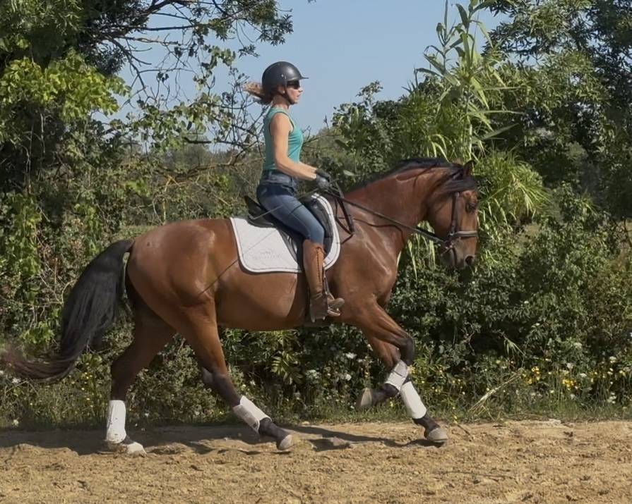 Ruin Lusitano Te koop 2021 Donker bruin / bai ,  Xanjo AR