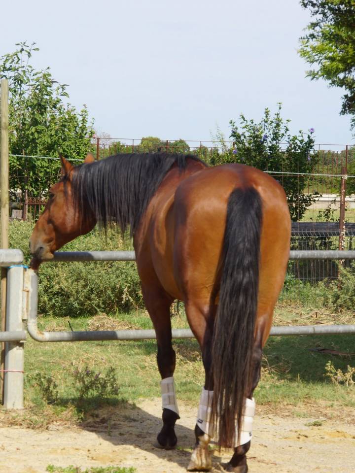 Ruin Lusitano Te koop 2021 Donker bruin / bai ,  Xanjo AR
