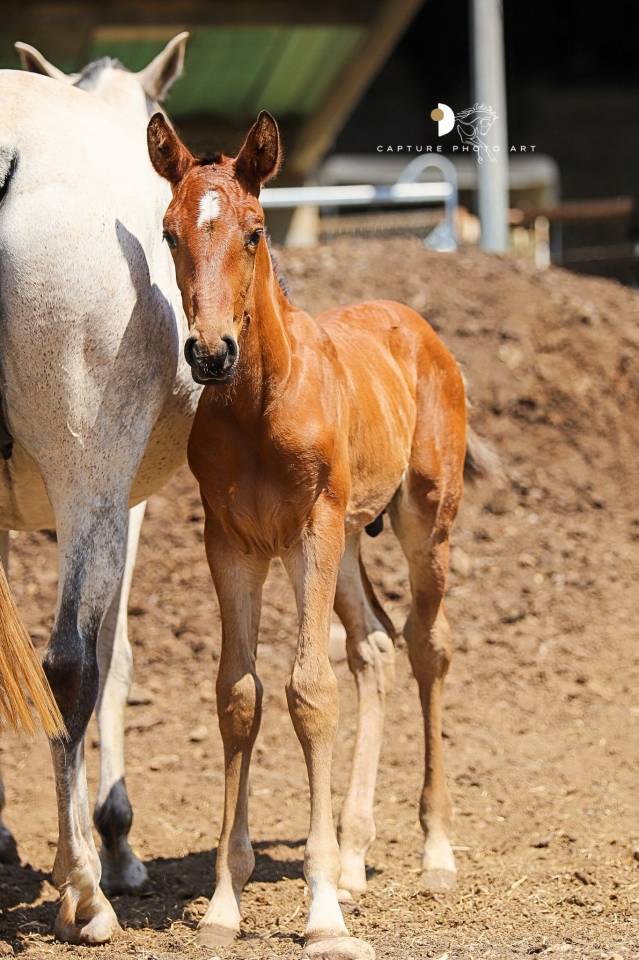 Veulen (ml) Lusitano Te koop 2025 Donker bruin / bai ,  Berlioz