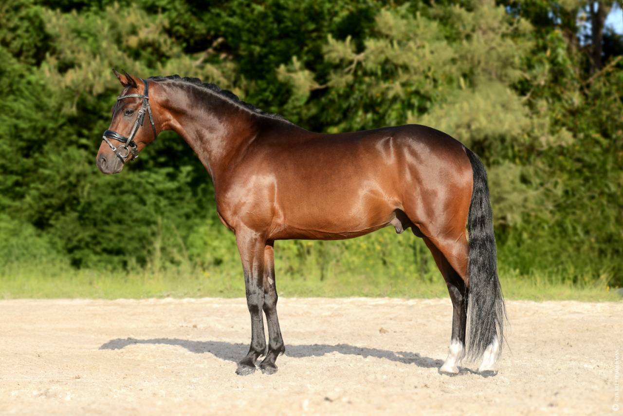 Dekhengst Franse rijpony PFS Te koop 2020 Donker bruin / bai ,  COCKNEY CRACKER (DRP)