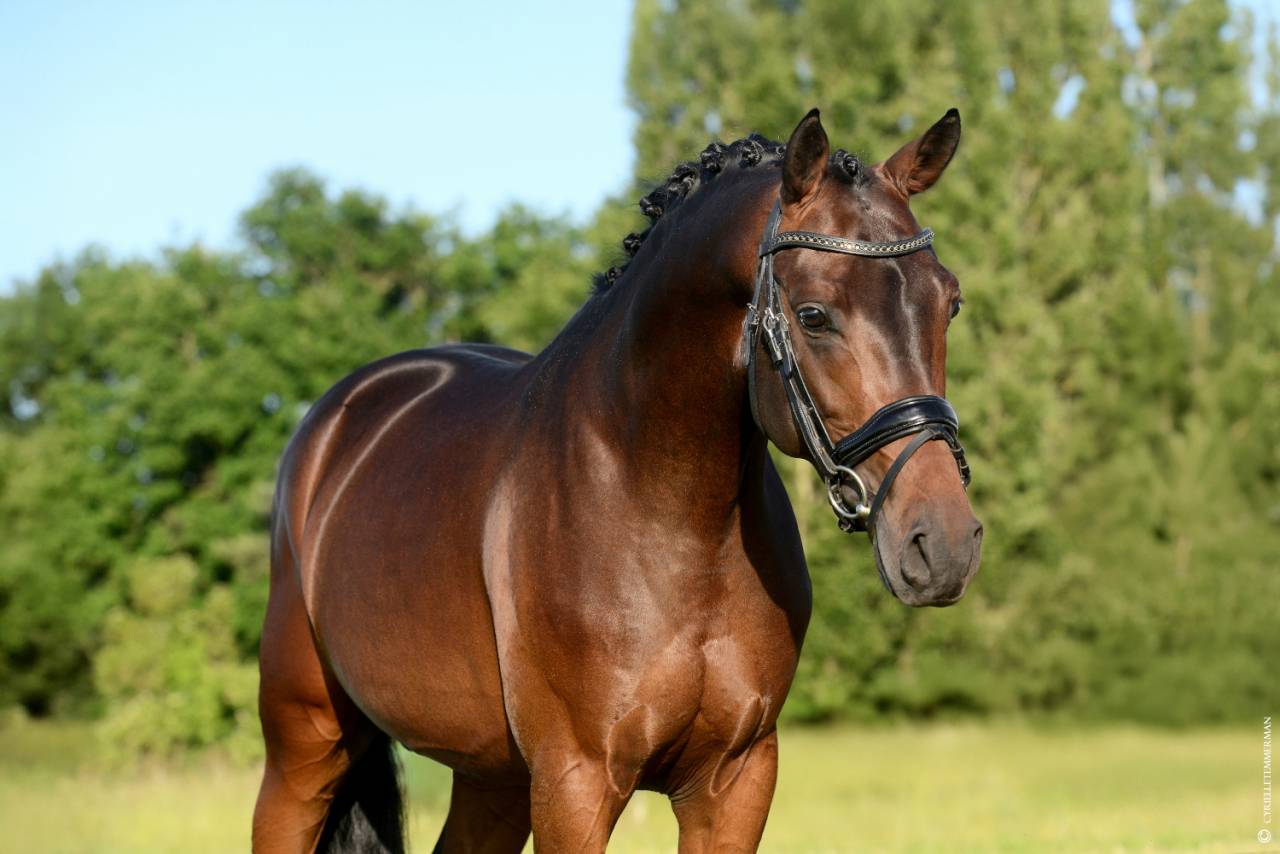 Dekhengst Franse rijpony PFS Te koop 2020 Donker bruin / bai ,  COCKNEY CRACKER (DRP)