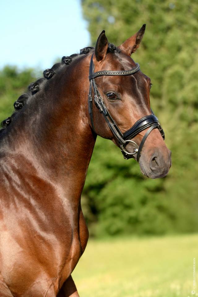 Dekhengst Franse rijpony PFS Te koop 2020 Donker bruin / bai ,  COCKNEY CRACKER (DRP)