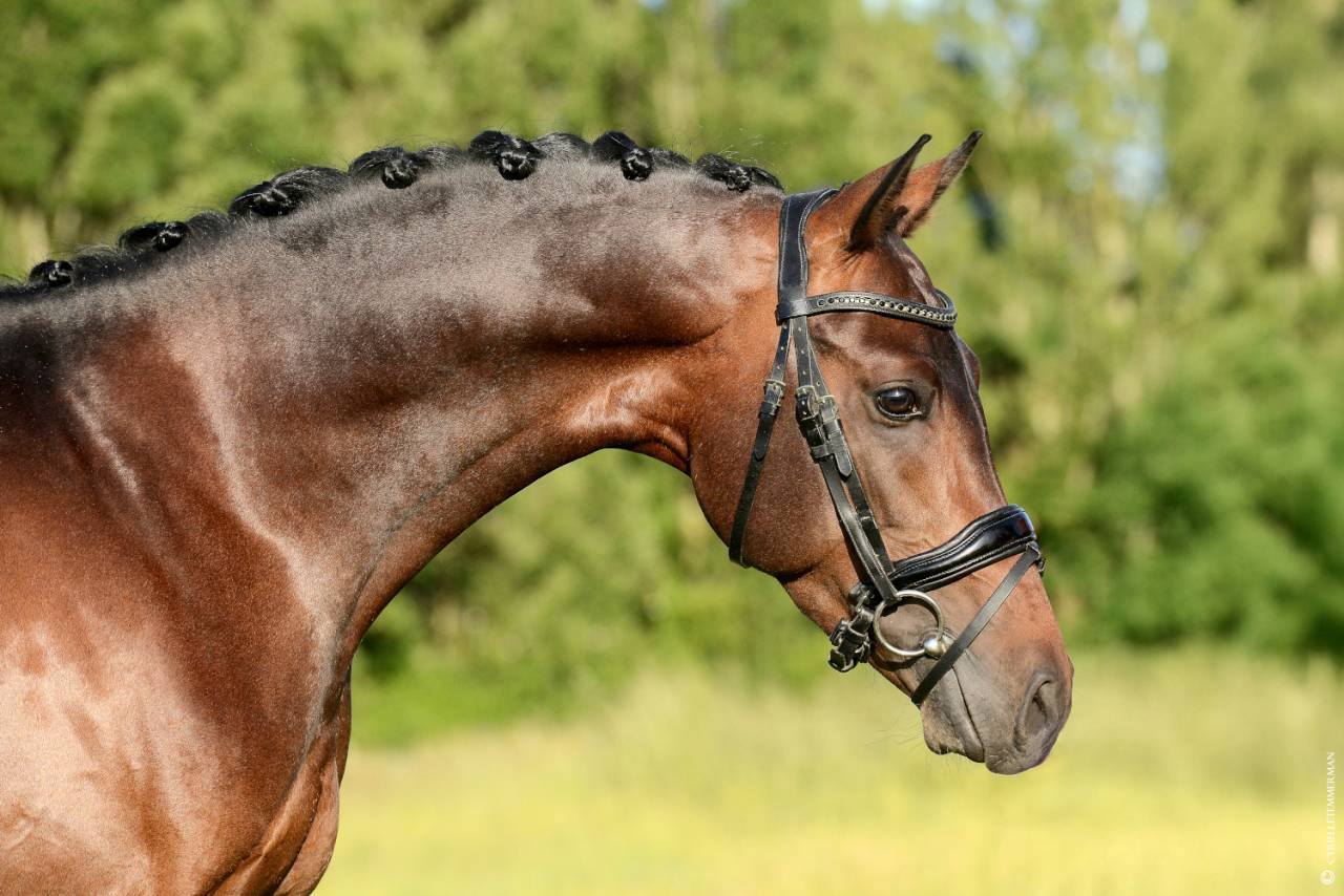 Dekhengst Franse rijpony PFS Te koop 2020 Donker bruin / bai ,  COCKNEY CRACKER (DRP)