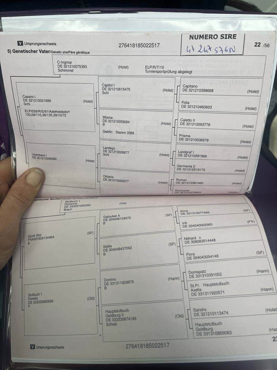 Merrie Oldenburger Te koop 2017 Donker bruin / bai