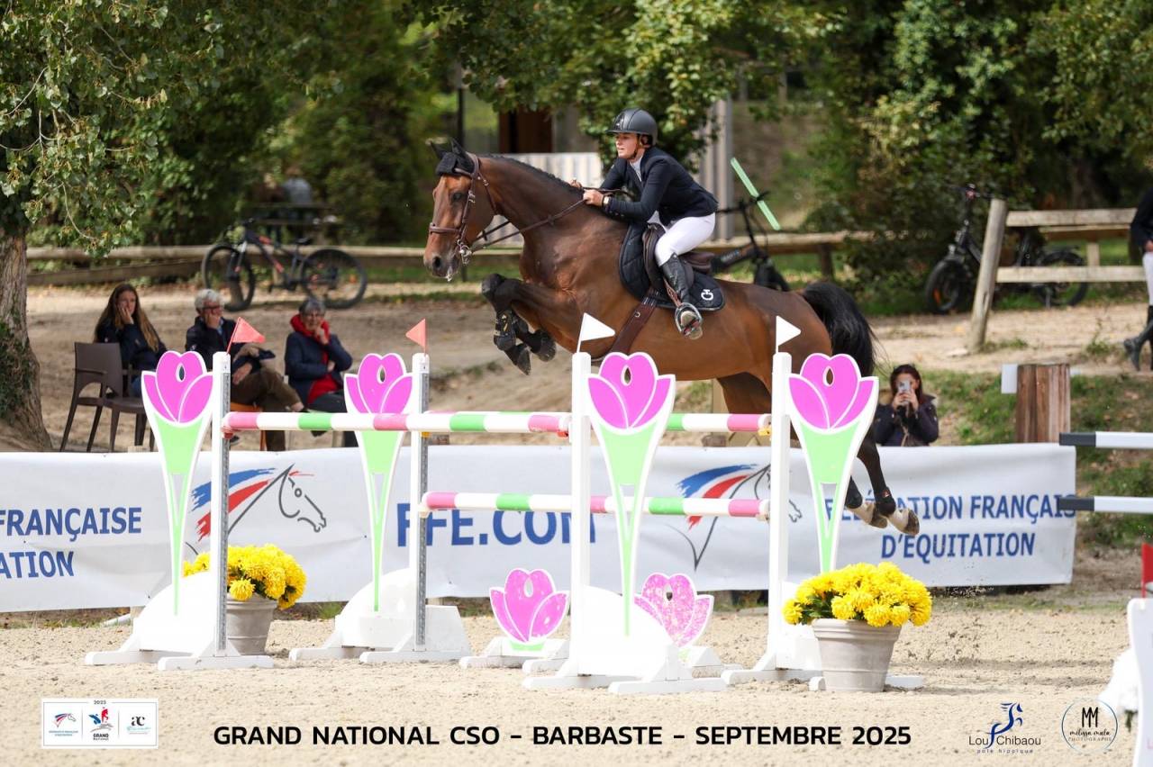 Merrie Oldenburger Te koop 2017 Donker bruin / bai